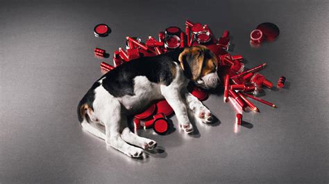 chanel testa em animais|chanel animal testing ban.